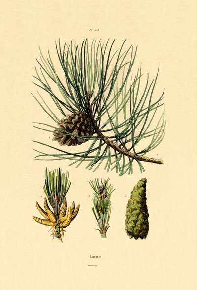 European Black Pine by French School